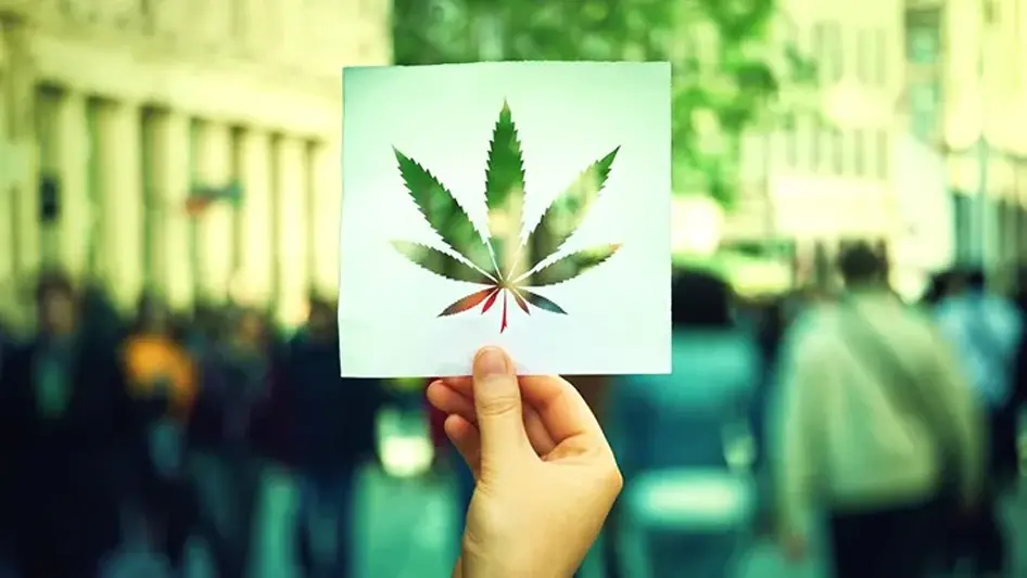 MJ Legalization Ambrosia