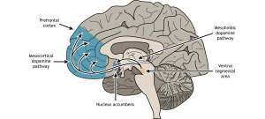 Addiction is a Habit, The brain's reward system, Ambrosia Behavioral Health Florida