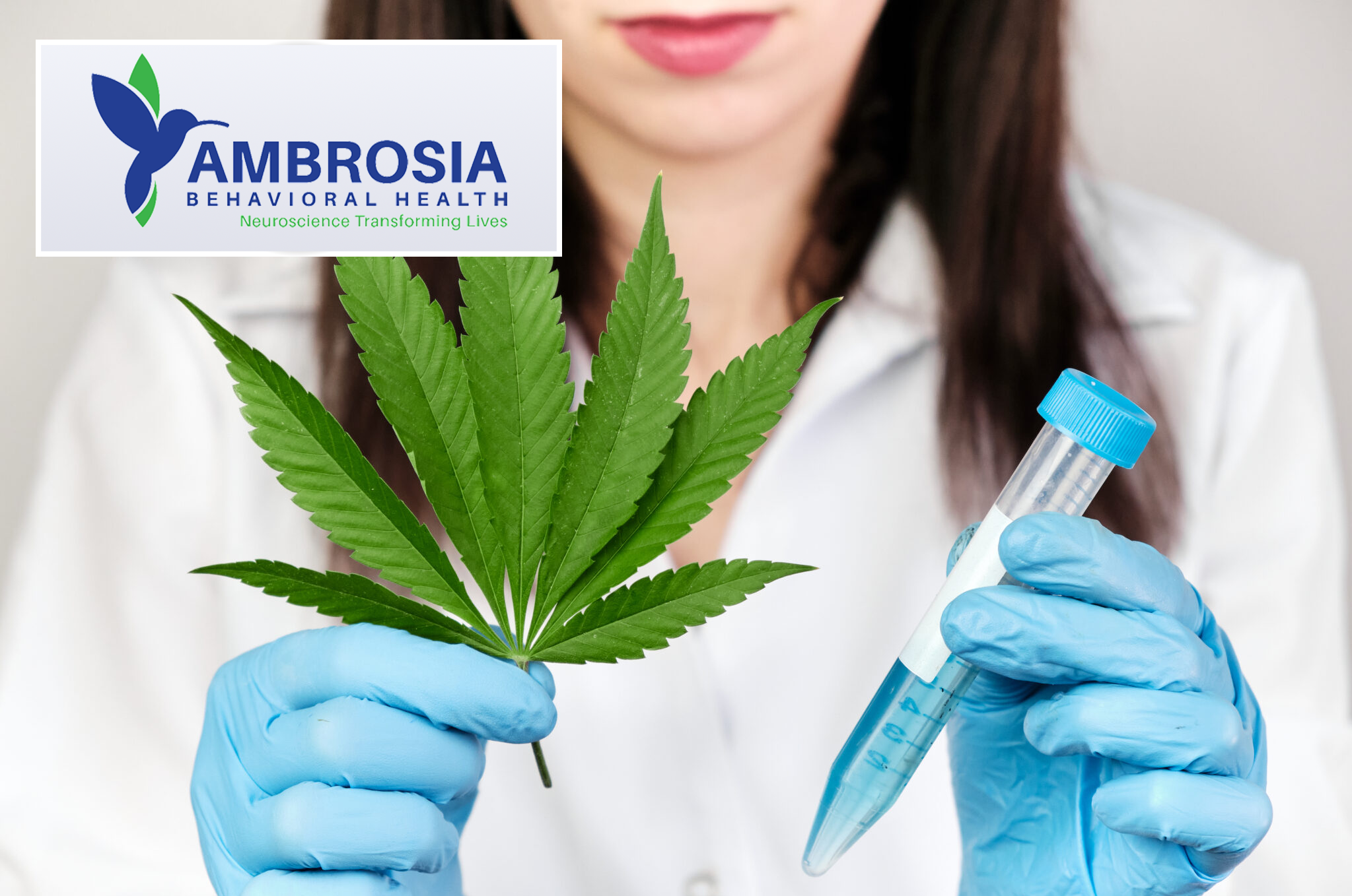 Marijuana Induced Psychosis at Ambrosia Marijuana Induced Psychosis Ambrosia Behavioral Health Marijuana Legalization
